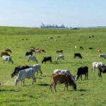 Parceria pretende promover a construção de bases de armazenamento em cadeia fria para carne bovina no Brasil — Foto: Canva/ Creative Commoms