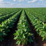 Vasta plantação de soja no Brasil representando mercado volátil em Chicago
