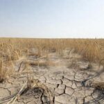Lavoura de trigo afetada por seca extrema com solo seco e plantas ressecadas