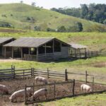 Granja de suínos em Campinas representando o poder de compra do suinocultor