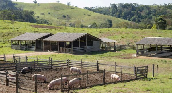 Granja de suínos em Campinas representando o poder de compra do suinocultor