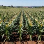 Lavoura de milho no Sul do Brasil com produção recorde