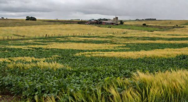 Paisagem rural no sul do Brasil com lavouras de soja representando endividamento rural