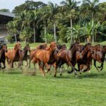 Foto: Secretariat