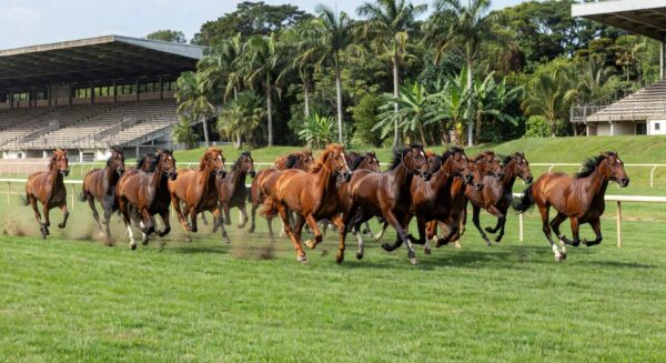Foto: Secretariat