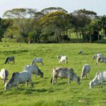 Custo dos produtos é citado como principal obstáculo ao tratamento do gado — Foto: Boehringer divulgação