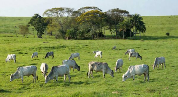 Custo dos produtos é citado como principal obstáculo ao tratamento do gado — Foto: Boehringer divulgação