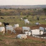 Gado bebendo água em um cocho na fazenda Beetaloo. Foto: Beetaloo