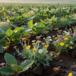 A proteção das abelhas e de outros polinizadores é um pilar estratégico para a sustentabilidade da agricultura contemporânea e para a segurança alimentar global; Foto: Canva/Divulgação