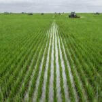 Lavouras de arroz no Rio Grande do Sul durante crise dos orizicultores