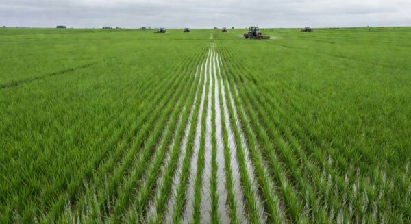 Lavouras de arroz no Rio Grande do Sul durante crise dos orizicultores