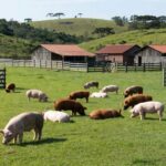 Fazenda de suínos em Santa Cruz, zona livre de peste suína clássica reconhecida pela OMSA