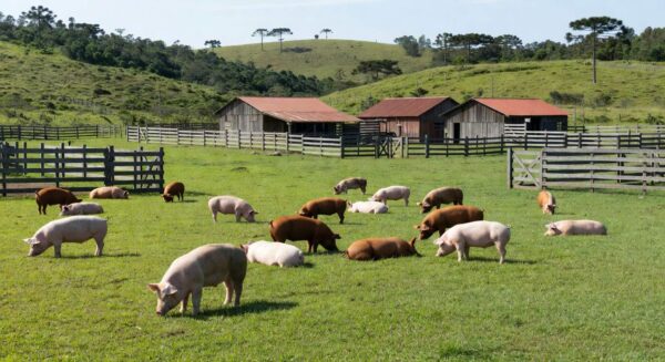 Fazenda de suínos em Santa Cruz, zona livre de peste suína clássica reconhecida pela OMSA