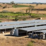Granja de frango climatizado no Brasil com sistemas de controle climático