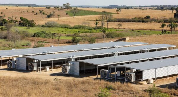 Granja de frango climatizado no Brasil com sistemas de controle climático