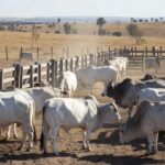 Leilão Terra Prometida entra para história da raça Nelore. Foto: Divulgação/Lance Rural