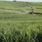 Fábio Venturelli, da São Martinho: vendas de etanol se aceleraram no quarto trimestre — Foto: Divulgação/São Martinho