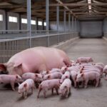 Porca deu à luz 33 leitões na Granja São Sebastião, em Itaporã (MS) — Foto: Divulgação/Granja São Sebastião
