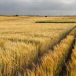 Campos de trigo, milho e cevada na União Europeia