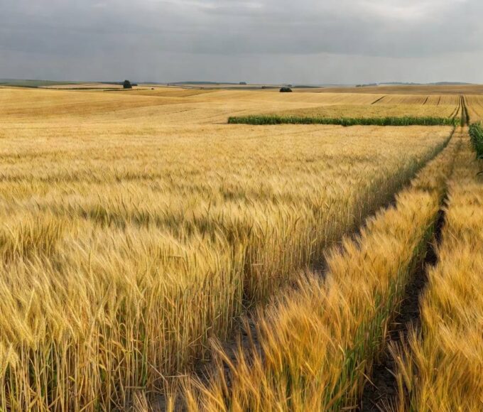 Campos de trigo, milho e cevada na União Europeia