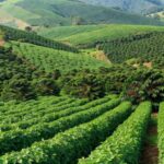 Lavouras de café e soja em Minas Gerais representando recorde do agronegócio