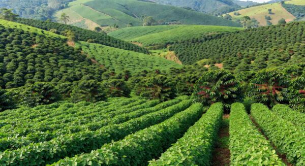 Lavouras de café e soja em Minas Gerais representando recorde do agronegócio