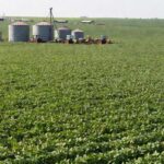 Lavoura de soja em fazenda brasileira representando produtores rurais e renegociação de dívidas