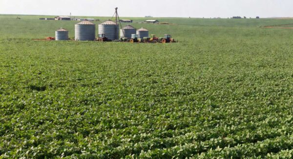 Lavoura de soja em fazenda brasileira representando produtores rurais e renegociação de dívidas