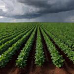 Lavoura de soja no Brasil sob céu nublado, representando temores do El Niño na safra 2026/27