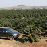Picape Mitsubishi Triton em plantação de café brasileira na ExpoCafé