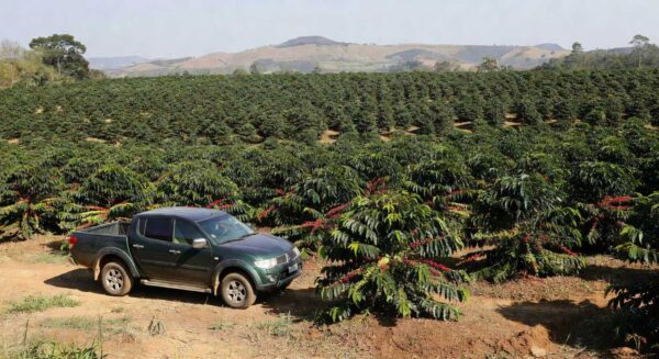 Picape Mitsubishi Triton em plantação de café brasileira na ExpoCafé