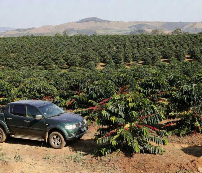 Picape Mitsubishi Triton em plantação de café brasileira na ExpoCafé