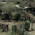 Animais encontrados mortos em chácara em Ibaté, SP — Foto: Reprodução/EPTV