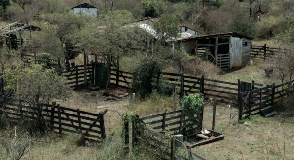 Animais encontrados mortos em chácara em Ibaté, SP — Foto: Reprodução/EPTV