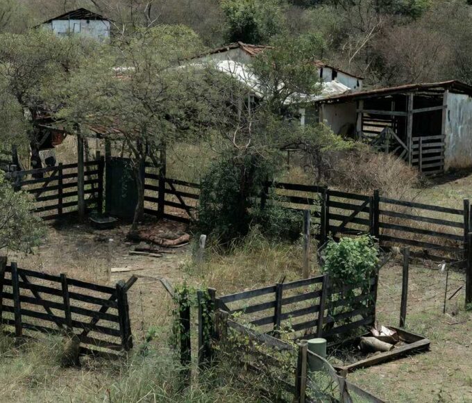 Animais encontrados mortos em chácara em Ibaté, SP — Foto: Reprodução/EPTV