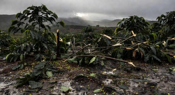 Chuva de granizo atingiu cafezais no município de Campo do Meio, no Sul de Minas Gerais (Foto: Reprodução/Redes sociais).
