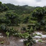 Lavouras de café danificadas por granizo no Sul de Minas