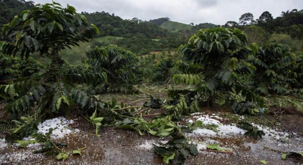 Lavouras de café danificadas por granizo no Sul de Minas