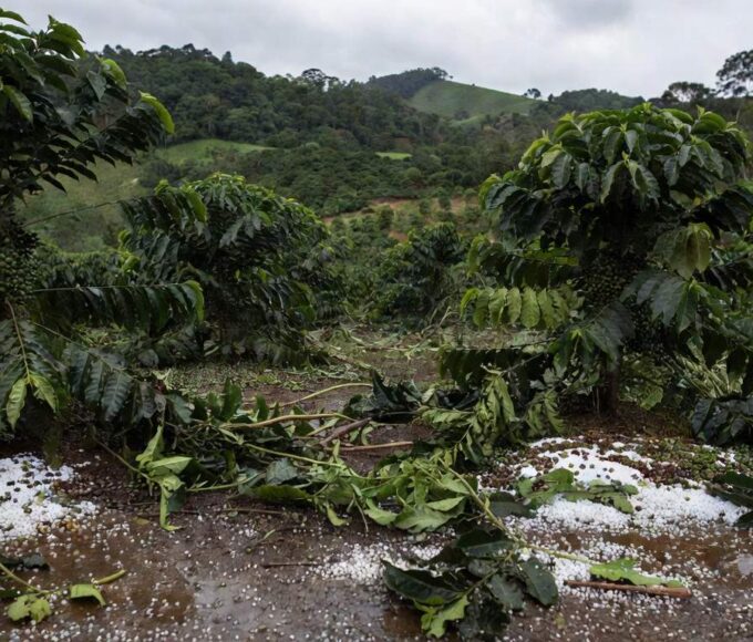 Lavouras de café danificadas por granizo no Sul de Minas