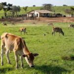 Foto: Fazenda Elge