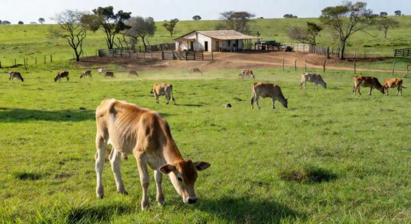 Foto: Fazenda Elge