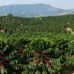 Plantação de café arábica em Minas Gerais, Brasil