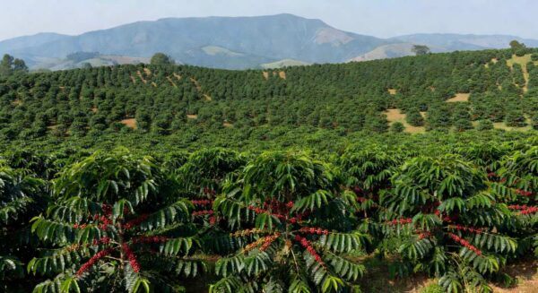 Plantação de café arábica em Minas Gerais, Brasil