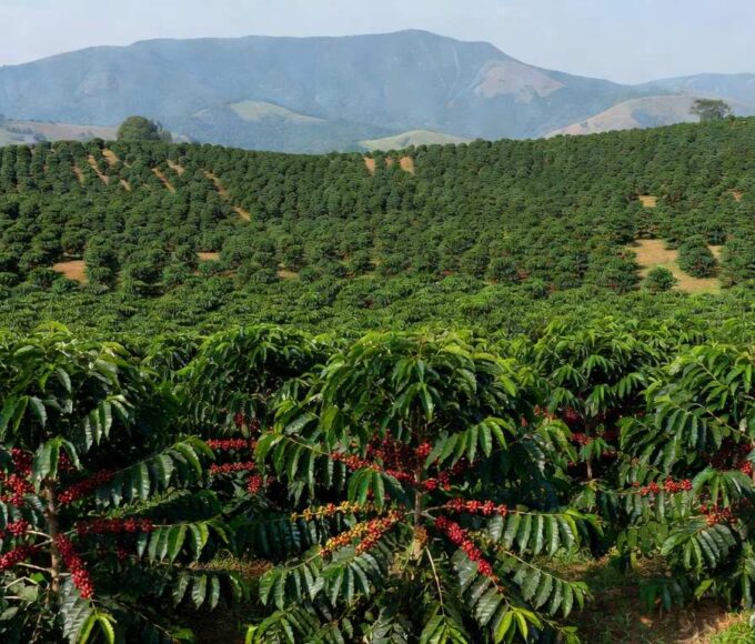 Plantação de café arábica em Minas Gerais, Brasil