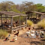 Granja de aves no Brasil com galinhas em ambiente rural, ilustrando vacinação contra influenza aviária