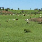 Mais do que atender exigências específicas de exportação, a rastreabilidade permite acompanhar a trajetória dos animais ao longo da cadeia. Foto: FreePik