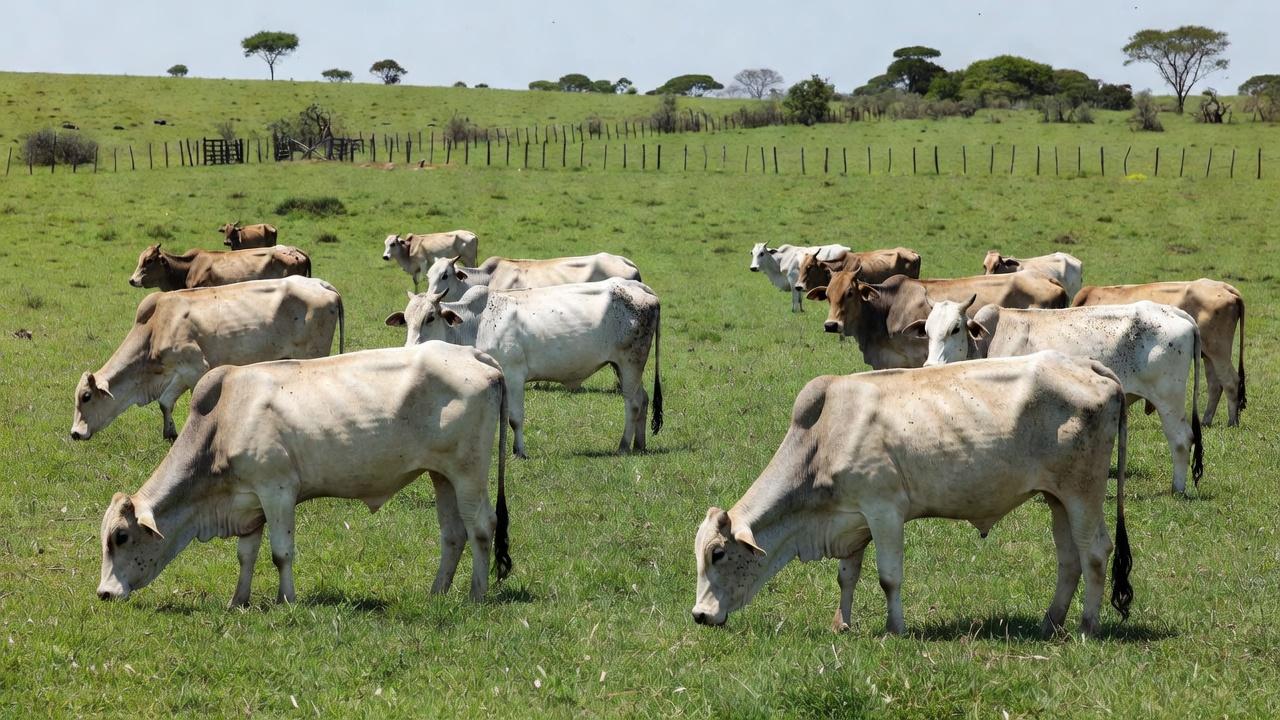 Mosca-varejeira-do-novo-mundo é considerada uma praga perigosa, com potencial de causar grandes prejuízos — Foto: USDA