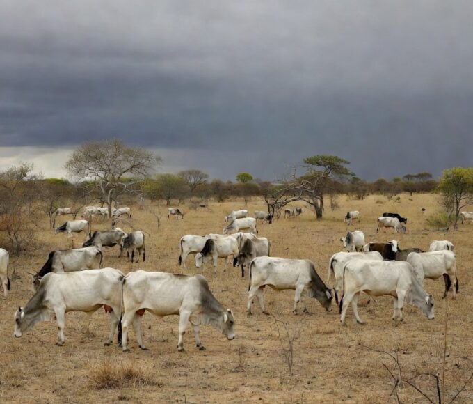 Gerado pela IA do Compre Rural