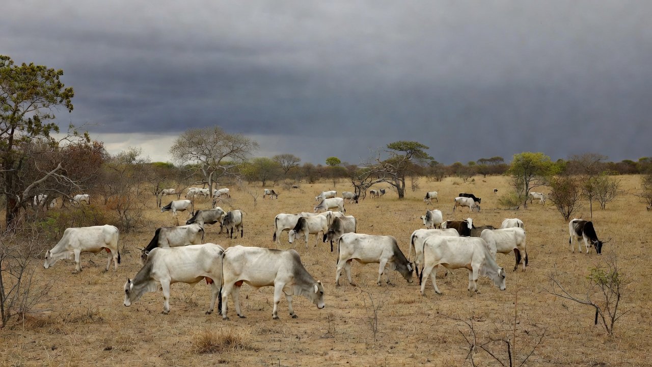 Gerado pela IA do Compre Rural