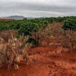 Plantação de café em Minas Gerais impactada por eventos climáticos